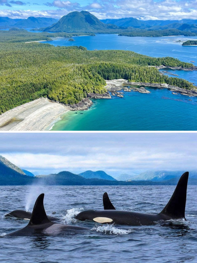 溫哥華出海觀鯨首推地點，一定是太平洋外海的 Tofino 托菲諾。