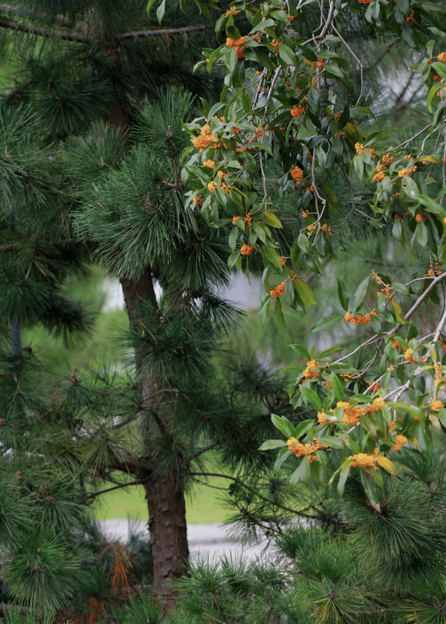 去義烏植物園，去「班味吸氧」。