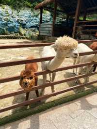 洛陽 ｜ 竹海野生動物園旅遊攻略。
