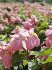 8000株粉紙扇花在這個盛夏盛開  