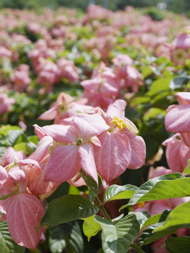 8000株粉紙扇花在這個盛夏盛開  