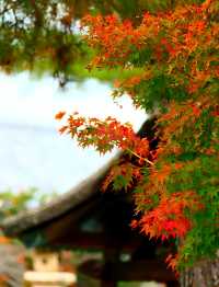 奈良法隆寺。