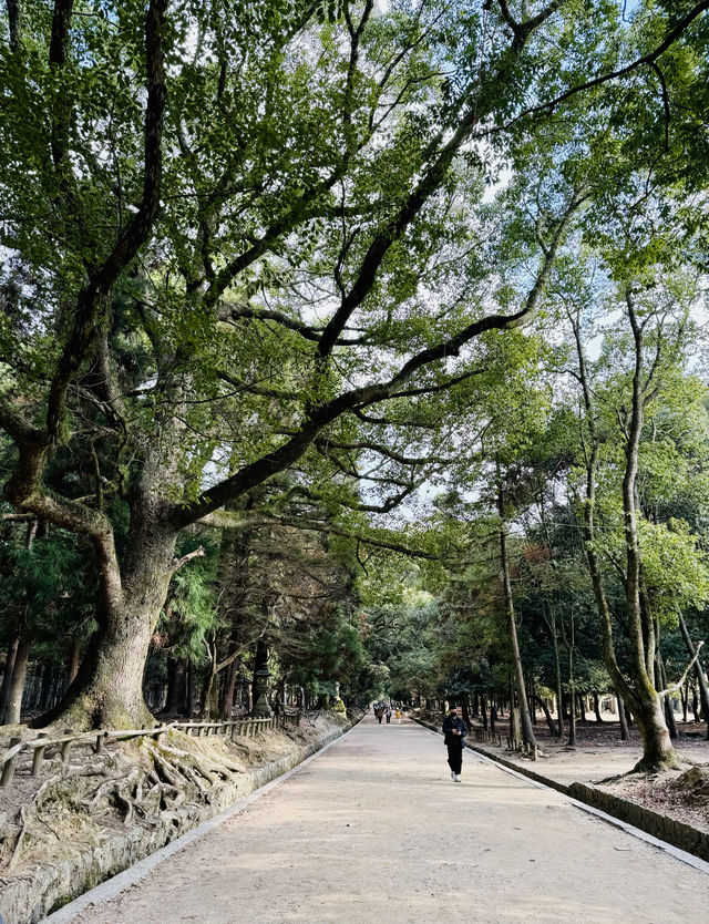 在奈良餵鹿。 在奈良餵鹿。