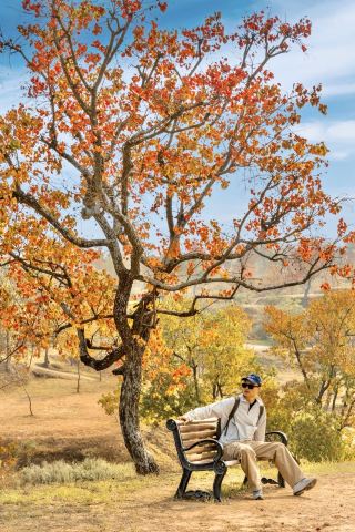 Autumn is not just about maple leaves. The Chinese tallow trees around Wuhan are in full bloom!