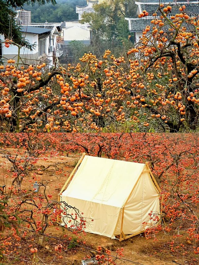 兩廣賞秋還得看廣西恭城紅岩村去看柿子啦。 兩廣賞秋還得看廣西恭城紅岩村去看柿子啦。