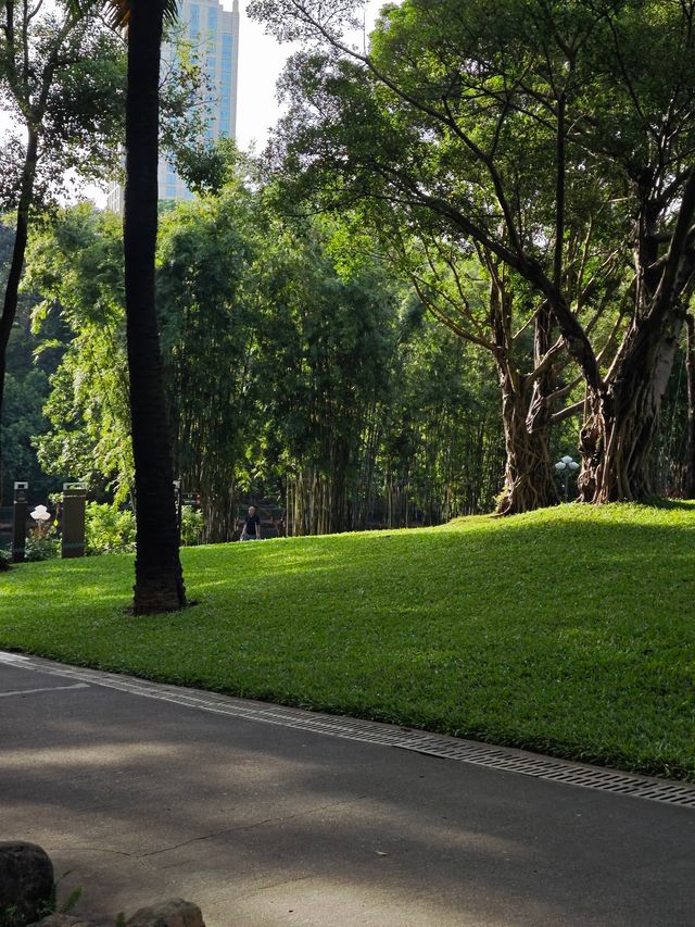 瘋狂吸氧深圳又一神仙寶藏公園！！。