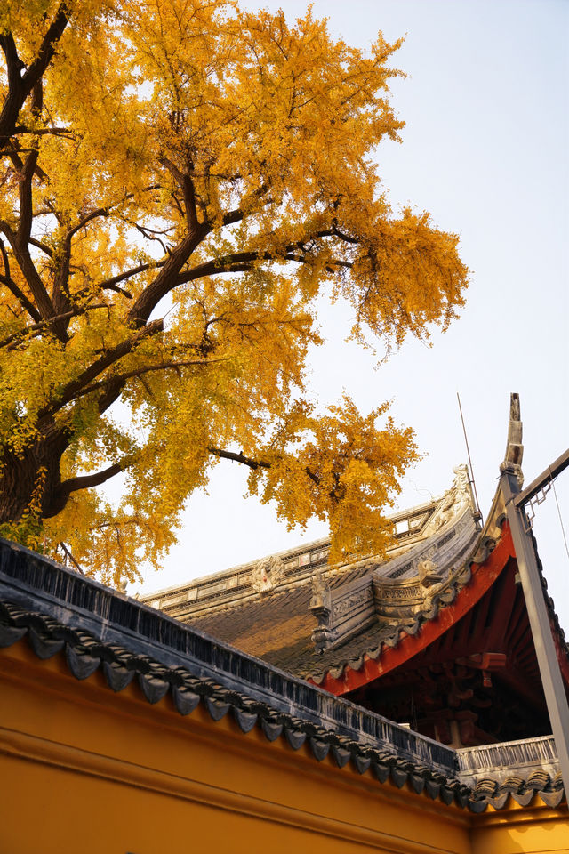 12.4實拍丨定慧寺百年古銀杏黃了。