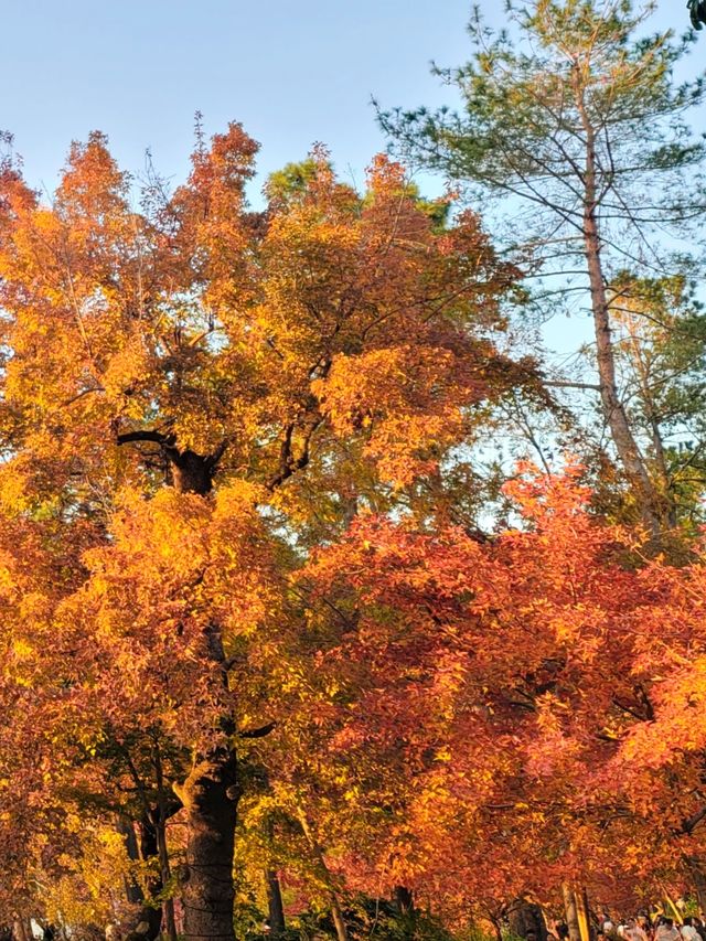 秋月春花 四時楓雅 天平山紅葉再來一波