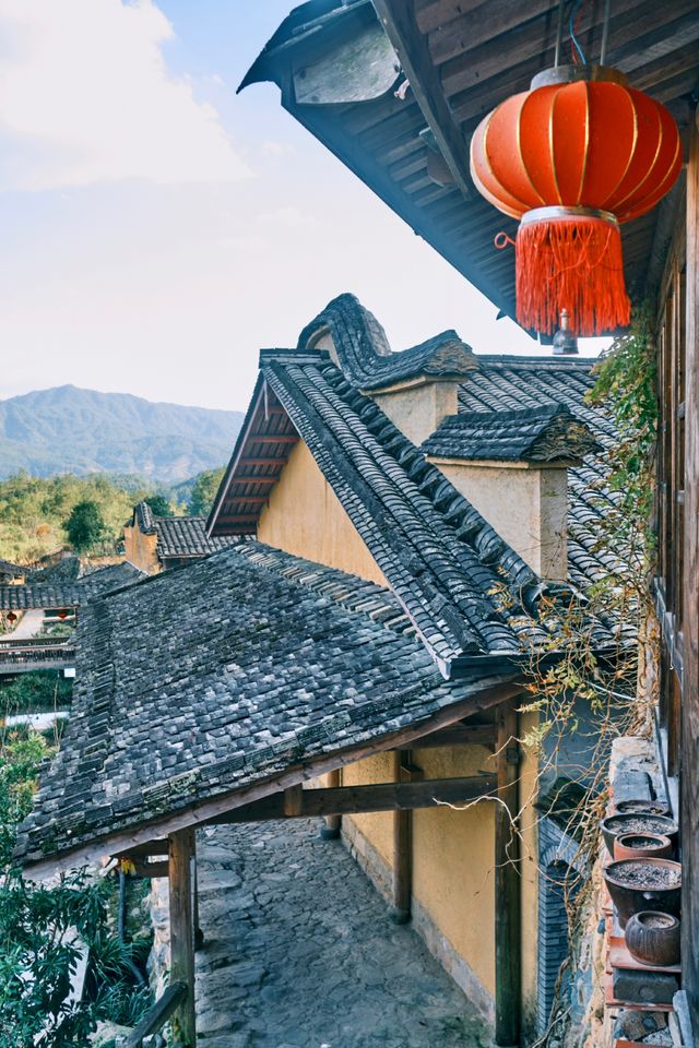 這柿子樹好漂亮啊！掛滿了柿子