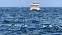 Sri Lanka | Mirissa Whale Watching Guide