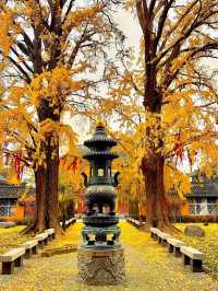 不見龍鱗近佛香，猶存鴨腳覆僧廊青浦·報國寺！