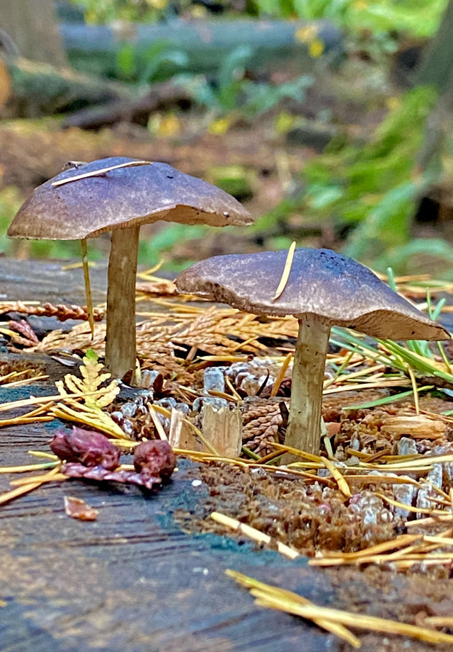 海天一線的森林秘境：西溫燈塔公園步行指南