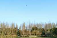 置身於綠色的海洋~~東平國家森林公園