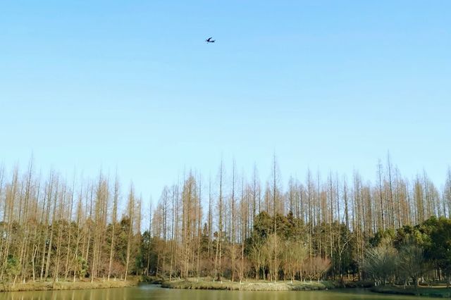 置身於綠色的海洋~~東平國家森林公園