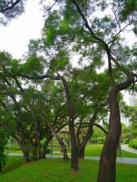 深圳四海公園賞花啦～泰國櫻花 絨果決明