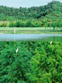 放鬆周末，野遊好去處