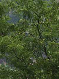 醉心山水間，邂逅三潭之美