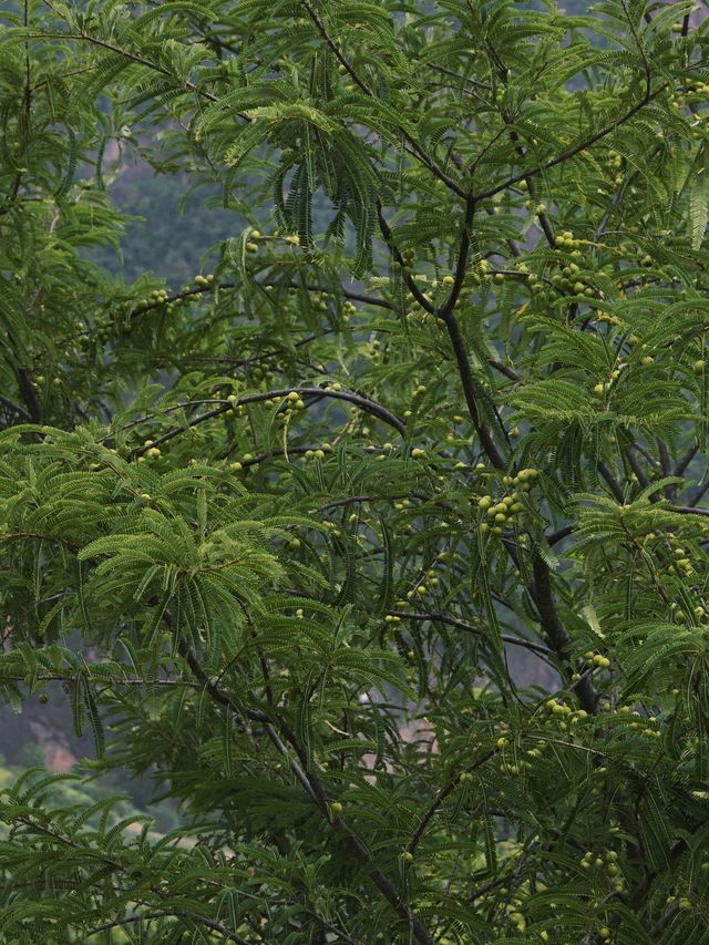 醉心山水間，邂逅三潭之美