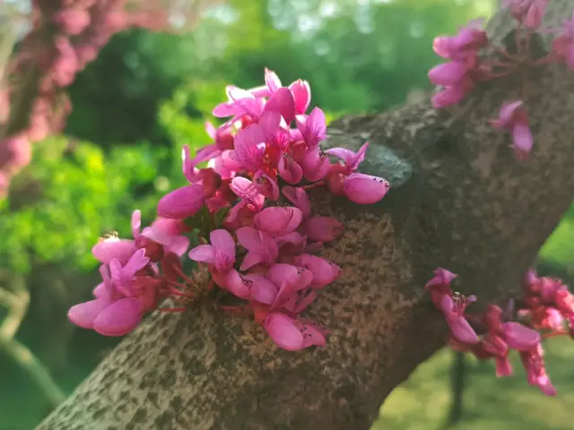 เมื่อฤดูใบไม้ผลิเคาะประตู: แผนการเดินทางสุดยอดสำหรับการชมดอกไม้ในซีอาน