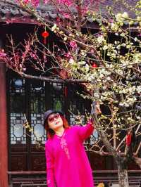 2.14實拍︳古漪園的梅花已經開了！可以衝！