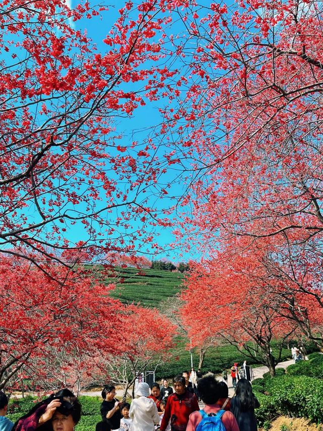 直擊《國家地理》封面級櫻花仙境! 直擊《國家地理》封面級櫻花仙境!