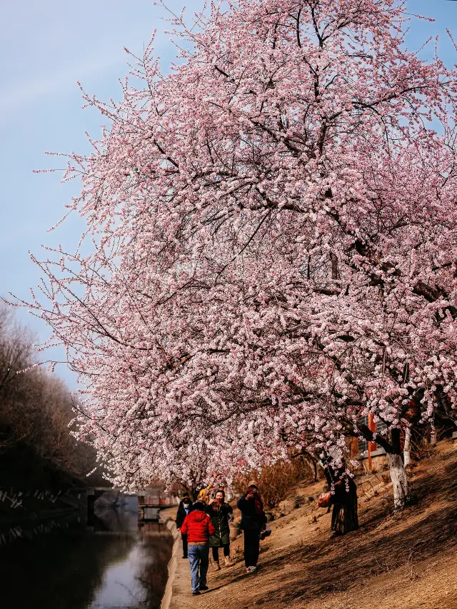 Encounter Spring Romance | Beijing March Flower Viewing Guide