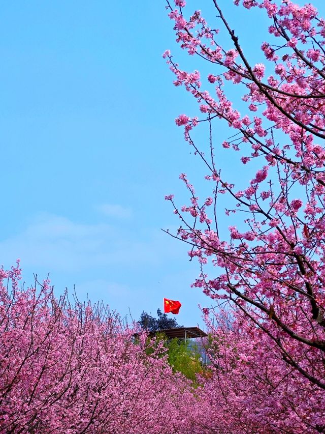 湖南衡陽常寧百萬櫻花園|櫻花浪漫  堆雲疊雪