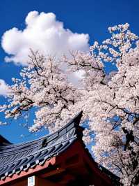 2025 奔赴金川梨花之約：花期、打卡地、避坑指南全掌握