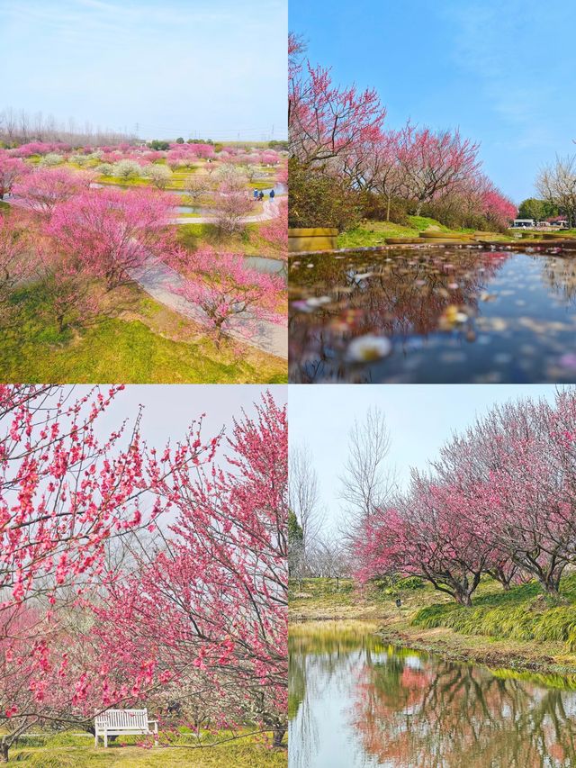 上海賞梅地圖