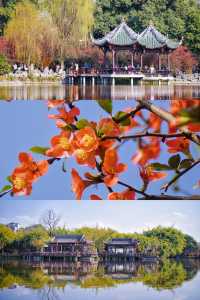 2.25實拍！成都棠湖公園海棠花絕美！