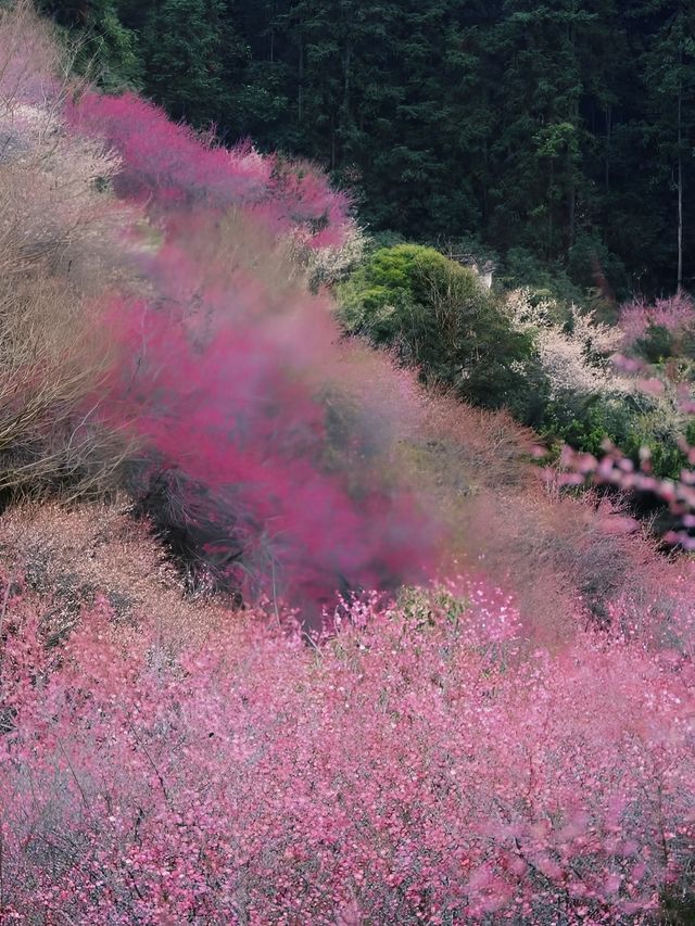 黃山當賣花漁村遇上瞻淇魚燈別提有多美