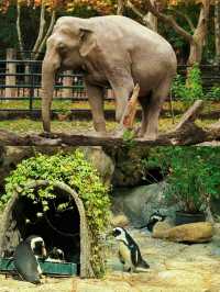 足不出「滬」，親近動物