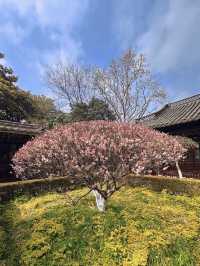 泰州梅園：蛇年新春，邂逅梅香雅韻