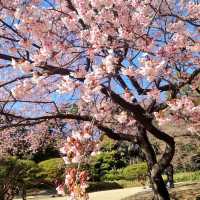 東京早櫻🌸 此刻正美！新宿御苑櫻花綻放啦🌸