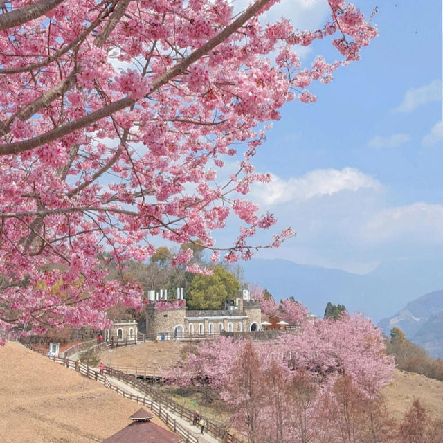 🌸全台最美！邂逅羊咩咩與櫻花的仙境