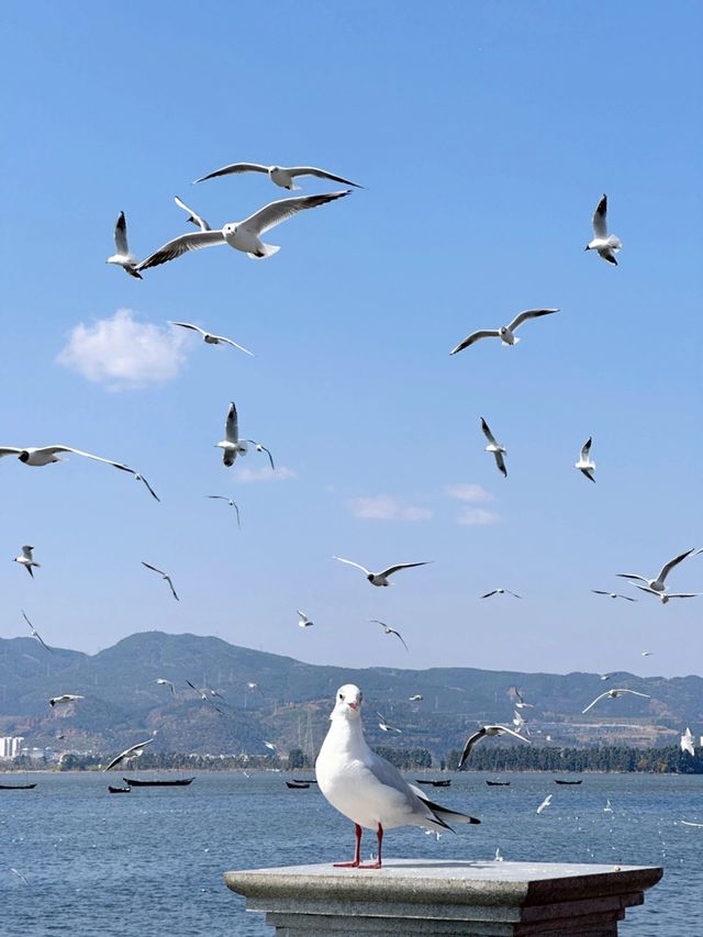 探索雲南麗江-大理市-洱海 山水秘境 令你的旅行相簿獨一無二