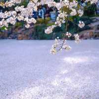 上海“下雪了”🌸 春日浪漫櫻花雨錯過等一年‼️