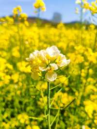 2025漢中油菜花最新最齊全賞花攻略～碼住