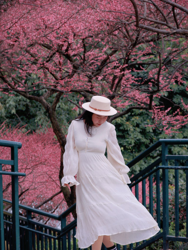 春有約，賞花不誤，這裡的梅花也太美了吧🌸