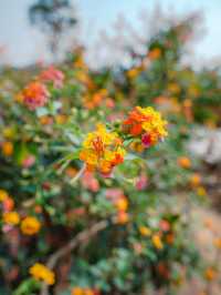 闖入春日花花世界！東莞香遇百花園全攻略