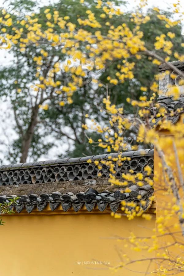 Discover the Best Spot for Plum Blossoms in Jinhua!