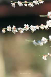 A Journey to Mingzhao Temple for the Blooming Plum Blossoms