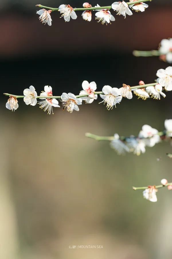 A Journey to Mingzhao Temple for the Blooming Plum Blossoms