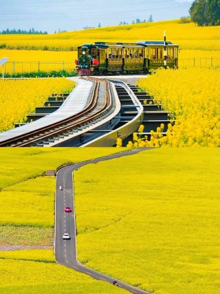 Luoping Rapeseed Flowers: A Golden Dream Come True