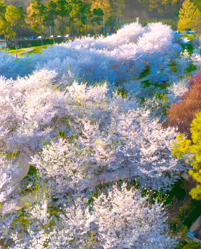 最新攻略/賞櫻必知事項