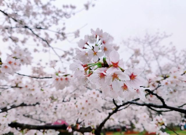顧村櫻花照騙騙局！被騙到濾鏡碎掉的避雷聖經