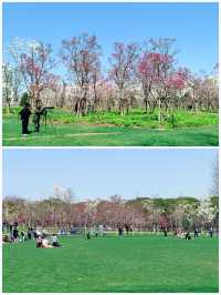 上海世紀公園，玉蘭花競相綻放