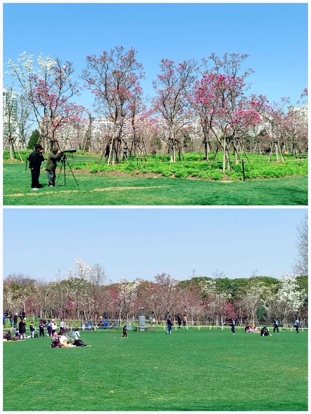 上海世紀公園，玉蘭花競相綻放