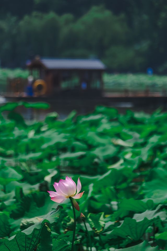 杭州賞荷花，杭州夏日限定美景