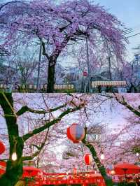 Kyoto and Nara: 4-Day Cherry Blossom Guide 🌸 Detailed Cherry Blossom and Deer Feeding Plan